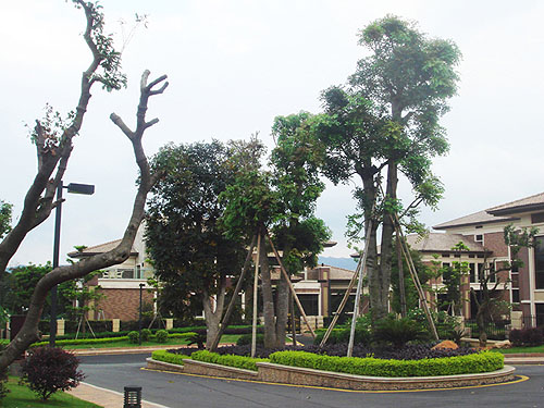 Ҽ��ׯ԰��������˵Ľ���ʽ����