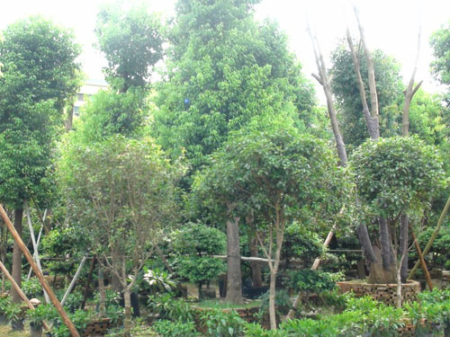 ����������ľ