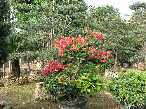 ��ľ����