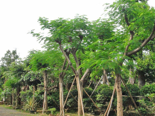 ����������ľ