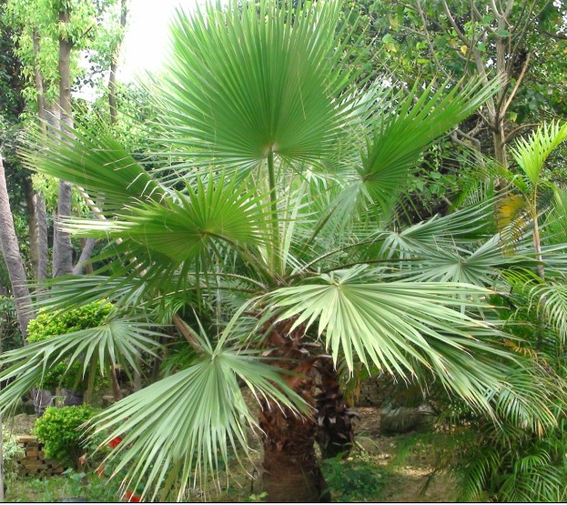 ��ľ����