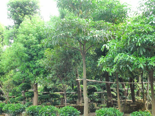 ����������ľ