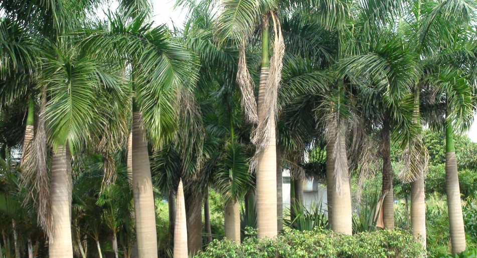 ��ľ����