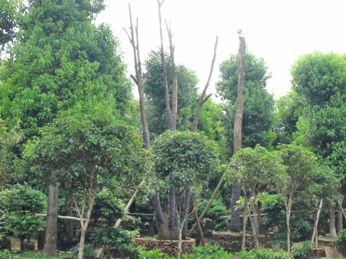 ����������ľ