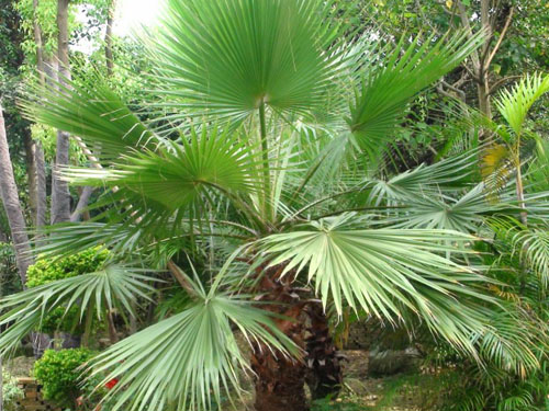 ����������ľ