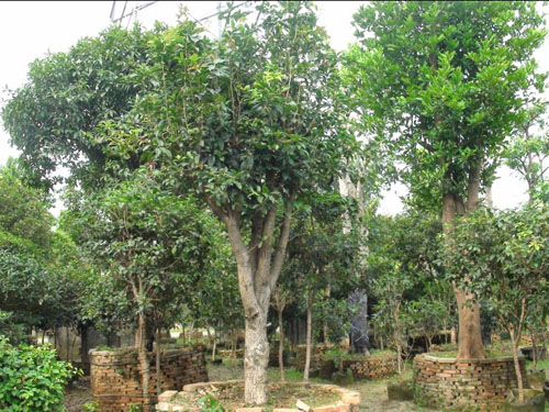 ����������ľ