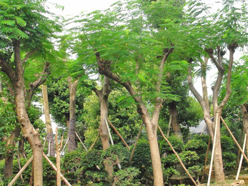 ����������ľ