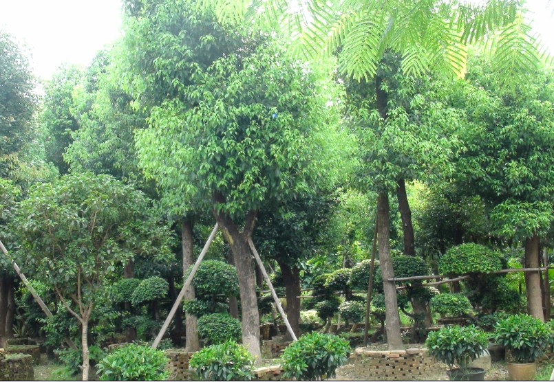 ��ľ����