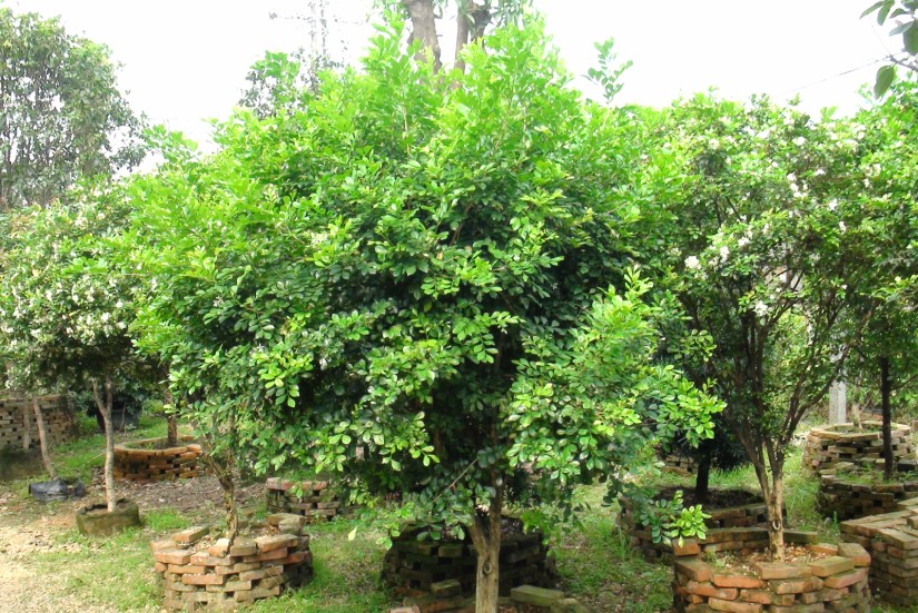 ��ľ����