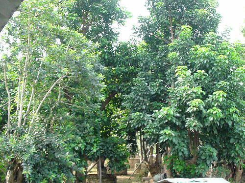 ��ľ����