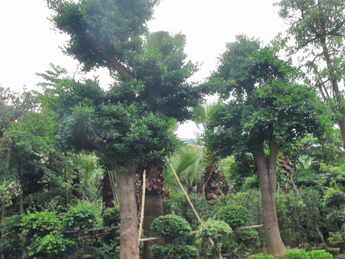 ����������ľ