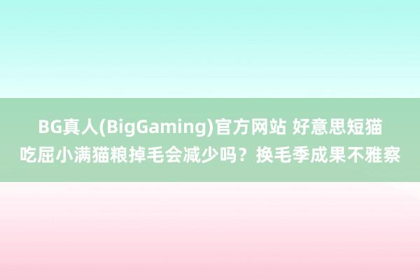 BG真人(BigGaming)官方网站 好意思短猫吃屈小满猫粮掉毛会减少吗？换毛季成果不雅察